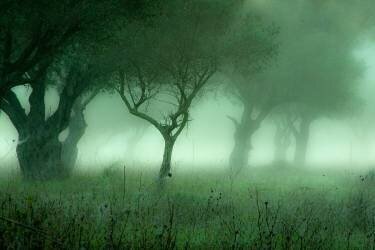 Untitled (S. Amer) - Muzeo.com