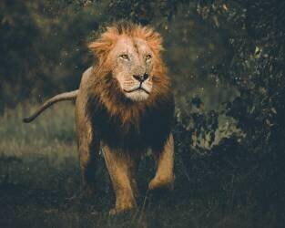 Untitled (Ahmed Sobhi) - Muzeo.com