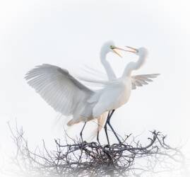 Untitled (Alex Li) - Muzeo.com