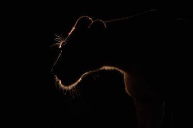 Untitled (Amnon Eichelberg) - Muzeo.com