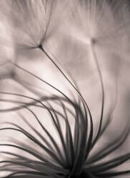 Untitled (Keren Or) - Muzeo.com