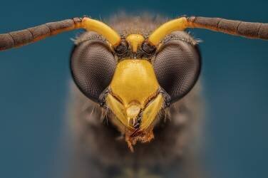 Wasp (Rico Cavallo) - Muzeo.com
