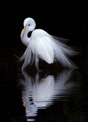 Watching (Ben Li) - Muzeo.com