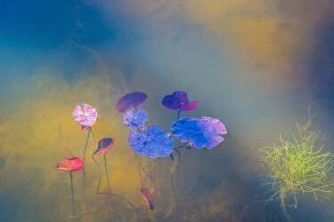 Water life (Bernardine de Laat) - Muzeo.com