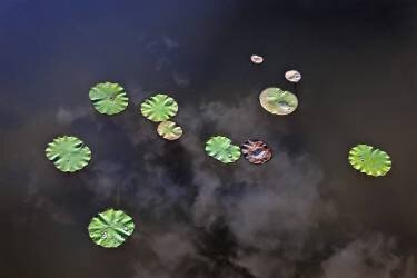 Water Lily (Bruno de Hogues) - Muzeo.com