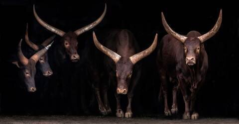 Watusi family (Xavier Ortega) - Muzeo.com