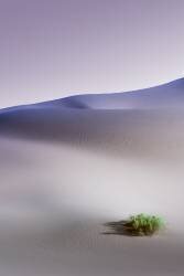 Wearing Purple (Mohammad Fotouhi) - Muzeo.com