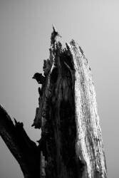 Wetlands 1 (Lewis Perry) - Muzeo.com