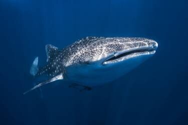 Whale Shark (Gabriel Barathieu) - Muzeo.com