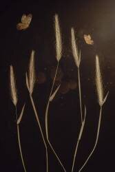 When It Is Dark (Çiçek Kıral) - Muzeo.com