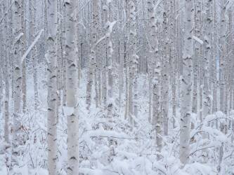 White (Dong Hee Han) - Muzeo.com