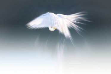 White angel (Larry Deng) - Muzeo.com