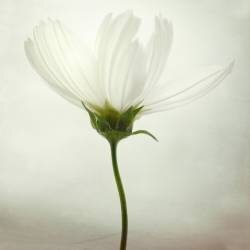 White cosmos (Lotte Grønkjær) - Muzeo.com