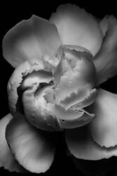 White flower (Francisco Ross) - Muzeo.com