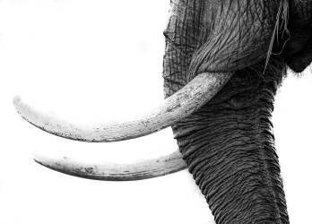 White gold (Jaco Marx) - Muzeo.com