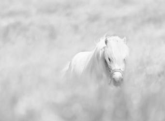 White horse (Oles Paritskiy) - Muzeo.com