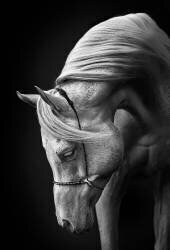 White stallion (Ulrike Leinemann) - Muzeo.com