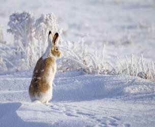 White-tailed jackrabbit (Shlomo Waldmann) - Muzeo.com