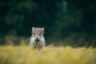 Wild boar (Jan Rozehnal) - Muzeo.com