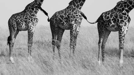 Wild Connection (Mohammed Alnaser) - Muzeo.com