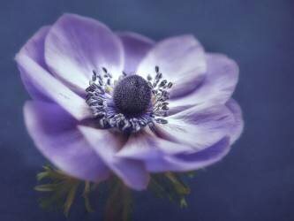 Windflower (Mike Kreiten) - Muzeo.com