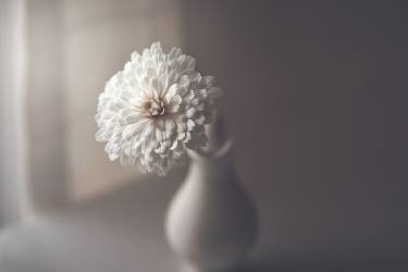 Window light (Jose Antonio Sanchez) - Muzeo.com