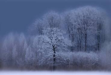 Winter (Allan Wallberg) - Muzeo.com