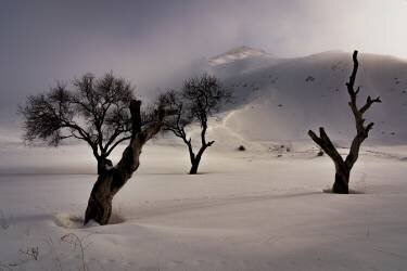Winter (Majid Hashemi) - Muzeo.com