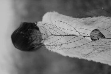 Winter (Eddie Wetton) - Muzeo.com