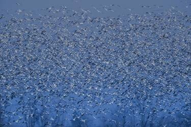 Winter blossom (Judy Tseng) - Muzeo.com