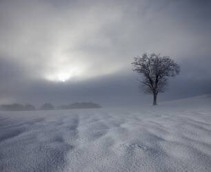 Winter Impression (Nicolas Schumacher) - Muzeo.com