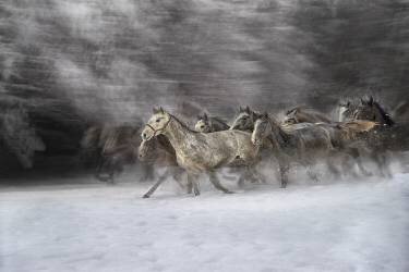 Winter joy (Milan Malovrh) - Muzeo.com