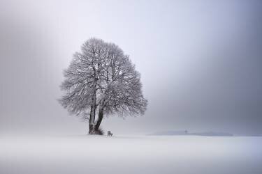 Winter light (Nicolas Schumacher) - Muzeo.com