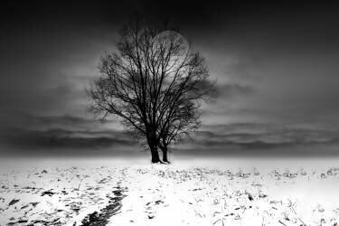 Winter Tree (Michael) - Muzeo.com