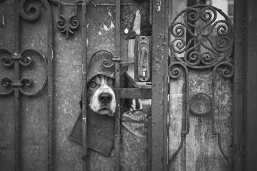 Wise Guy (Denis Malciu) - Muzeo.com