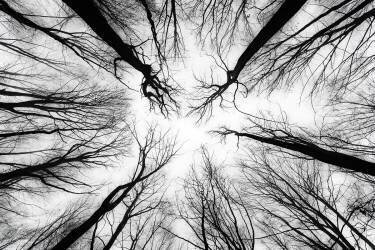 Witches (Michael) - Muzeo.com