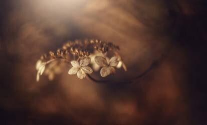 Withe hydrangea (Takashi Suzuki) - Muzeo.com