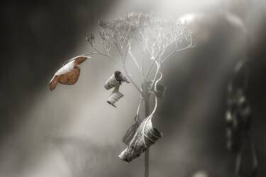 Withe hydrangea (Takashi Suzuki) - Muzeo.com