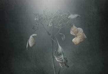 Withe hydrangea (Takashi Suzuki) - Muzeo.com