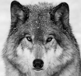 Wolf Portrait (Mircea Costina ) - Muzeo.com