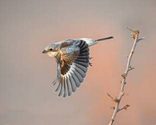 Woodchat shrike (Raad Btoush) - Muzeo.com