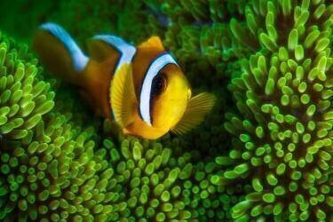 Yellow clownfish on green anemon (Gabriel Barathieu) - Muzeo.com