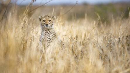 Young cheetah (Joan Gil Raga) - Muzeo.com