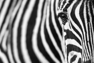 Zebra stripes (Richard Guijt) - Muzeo.com