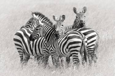 Zebras (Kirill Trubitsyn) - Muzeo.com
