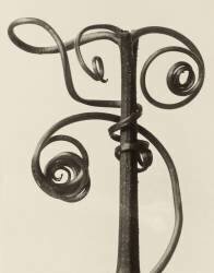 Cucurbita (Karl Blossfeldt) - Muzeo.com