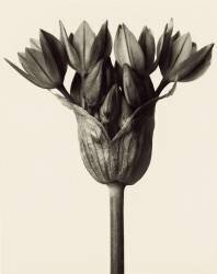 Allium ostrowskianum, Knoblauchpflanze (Karl Blossfeldt) - Muzeo.com