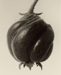 Blumenbachia Hieronymi (Karl Blossfeldt) - Muzeo.com