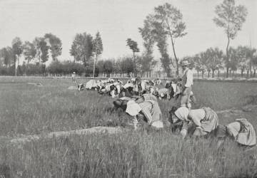 Mondine (anonymous) - Muzeo.com