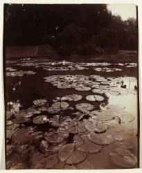 Nymphea (Eugène Atget) - Muzeo.com